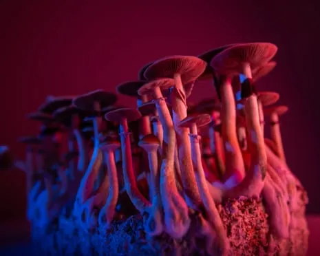 On Drugs by the Philosopher: A Reflective Journey into Psychedelics